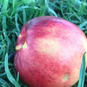 Meet your Posher, Herminio